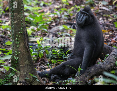 Singe macaque noir assis dans la forêt, le parc national de Tangkoko, Indonésie Banque D'Images