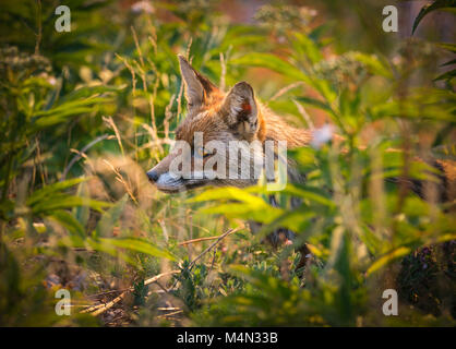 Renard rouge timide isolé camouflé dans le pré. Parc national de Majella, Abruzzes, Italie, Europe Banque D'Images