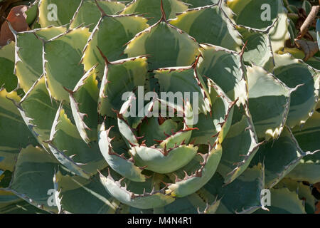 D'agave (Agave potatorum papillon. Kichijokan Appelé Lucky Couronne Century plant agave panaché nain et Papillon aussi. Synonyme : Agave x Kissho Kan Banque D'Images