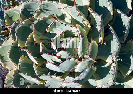 D'agave (Agave potatorum papillon. Kichijokan Appelé Lucky Couronne Century plant agave panaché nain et Papillon aussi. Synonyme : Agave x Kissho Kan Banque D'Images