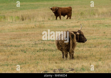 Highland cattle grazing in un pâturage près de Boseman, Montana Banque D'Images