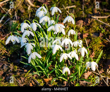 Écosse, Royaume-Uni, 17 février 2018. Le soleil illumine les chutes de neige qui poussent dans le sol, Galanthus nivalis Banque D'Images