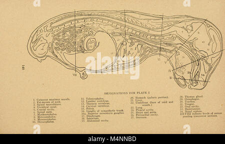 Bensley l'anatomie de la pratique du lapin - un laboratoire primaire text-book dans l'anatomie des mammifères (1948) (20176486868) Banque D'Images