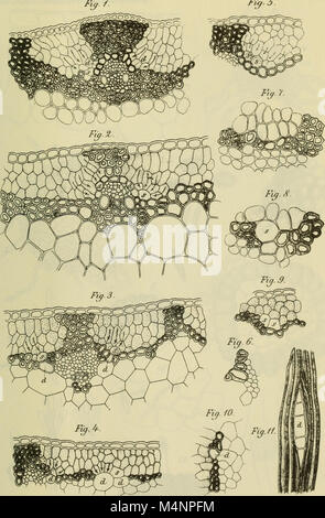 Berichte der Deutschen Botanische Gesellschaft (1884) (19743801314) Banque D'Images