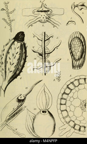 Berichte der Deutschen Botanische Gesellschaft (1884) (19743810634) Banque D'Images