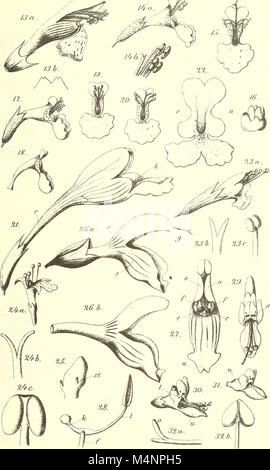 Berichte der Deutschen Botanische Gesellschaft (1886) (20180039329) Banque D'Images