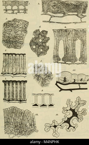 Berichte der Deutschen Botanische Gesellschaft (1887) (20178701378) Banque D'Images