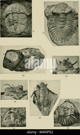 Le 'Bericht der Senckenbergischen Naturforschenden Gesellschaft' (1897-1921) compile les rapports de la Société Senckenberg, présentant les recherches en histoire naturelle, biologie et zoologie en Allemagne. Banque D'Images