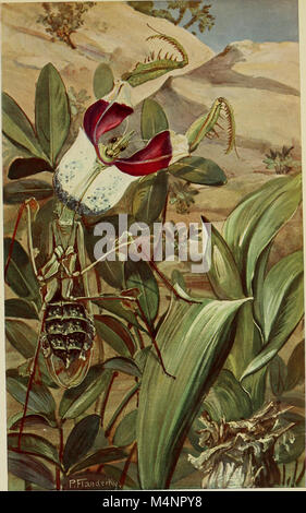 Le *Bericht der Senckenbergischen Naturforschenden Gesellschaft in Frankfurt am main* (1897-1921) est un rapport annuel qui documente les activités scientifiques et les recherches menées par la Senckenberg nature Research Society à Francfort, couvrant une série d'études biologiques et écologiques. Banque D'Images