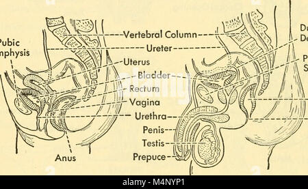 Biologie des vertébrés - une étude comparative de l'homme et de ses alliés de l'animal (1949) (20196019220) Banque D'Images