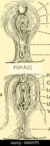 Biologie des vertébrés - une étude comparative de l'homme et de ses alliés de l'animal (1949) (20197427549) Banque D'Images