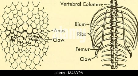 Biologie des vertébrés - une étude comparative de l'homme et de ses alliés de l'animal (1949) (20358047326) Banque D'Images