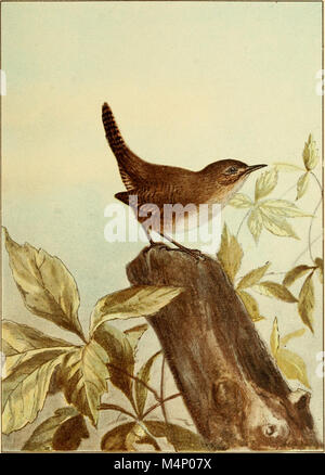 *Bird-Life ; A Guide to the Study of Our Common Birds* (1898) est un guide complet qui présente aux lecteurs les espèces d'oiseaux communes, en mettant l'accent sur l'identification, les habitudes et les habitats des oiseaux de l'Amérique du Nord. Banque D'Images