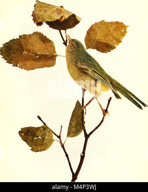 Publié en 1913, cet ouvrage fournit des descriptions détaillées et des illustrations en couleurs naturelles de 400 espèces d’oiseaux trouvées aux États-Unis et au Canada. Il sert à la fois de guide scientifique et populaire pour les oiseaux nord-américains, y compris des renseignements sur leurs habitudes et leurs habitats. Banque D'Images