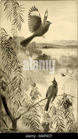 Les oiseaux de la Californie ; une introduction à plus de trois cents oiseaux communs de l'Etat et les îles adjacentes, avec une liste supplémentaire des migrants rares, accidentelle visitants, et hypothétique (14568927059) Banque D'Images