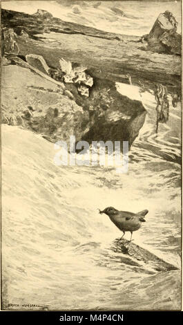 Les oiseaux de la Californie ; une introduction à plus de trois cents oiseaux communs de l'Etat et les îles adjacentes, avec une liste supplémentaire des migrants rares, accidentelle visitants, et hypothétique (14732569286) Banque D'Images