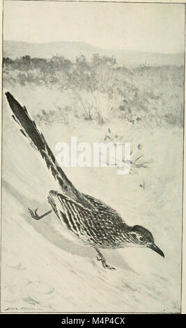 Les oiseaux de la Californie ; une introduction à plus de trois cents oiseaux communs de l'Etat et les îles adjacentes (1912) (14568615600) Banque D'Images