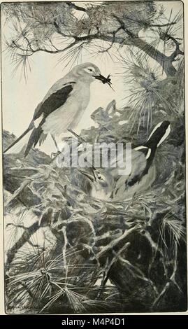 Les oiseaux de la Californie ; une introduction à plus de trois cents oiseaux communs de l'Etat et les îles adjacentes (1912) (14568628570) Banque D'Images