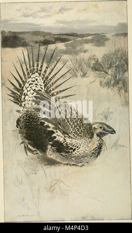 Les oiseaux de la Californie ; une introduction à plus de trois cents oiseaux communs de l'Etat et les îles adjacentes (1912) (14749778795) Banque D'Images