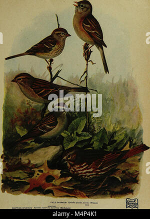*Birds of New York* (1910) est un guide complet des espèces d’oiseaux de New York, détaillant leurs habitats, leurs comportements et leurs caractéristiques d’identification. Banque D'Images