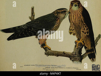 Birds of New York (1910) offre un guide complet des espèces d'oiseaux de New York, y compris des descriptions de leurs habitats, de leurs comportements et de leur état de conservation. Banque D'Images