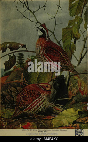 Birds of New York, publié en 1910, est un guide complet des espèces d'oiseaux trouvées dans l'État de New York, détaillant leurs habitudes, habitats et caractéristiques d'identification. Banque D'Images