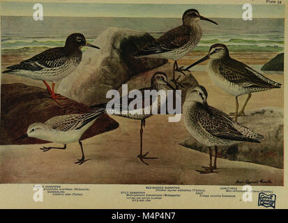 Birds of New York (1910) présente une étude exhaustive des espèces d’oiseaux présentes dans l’État de New York, détaillant leurs comportements, habitats et classifications. Banque D'Images