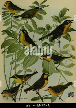 Birds of New York (1910) est un guide complet des espèces d'oiseaux trouvées à New York, fournissant des détails sur leur identification, leur habitat et leur comportement, contribuant ainsi au domaine de l'ornithologie. Banque D'Images