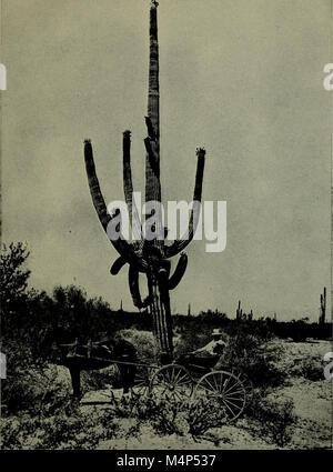 Les oiseaux de l'Papago Saguaro National Monument et la région voisine, Arizona (1920) (14770579843) Banque D'Images