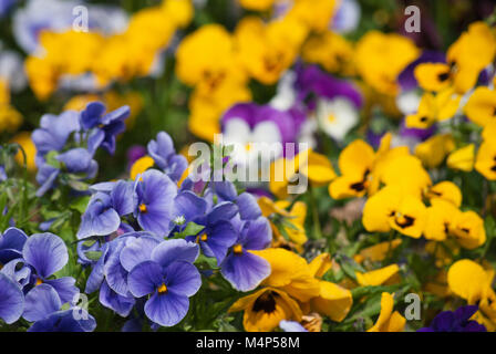 Un jardin de pensées dans une variété de couleurs dragées cadre. Banque D'Images