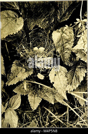 Maisons d'oiseaux. Les nids, les œufs et les habitudes de reproduction La reproduction des oiseaux terrestres à l'Est des États-Unis ; avec des notes sur l'élevage et la photographie de jeunes oiseaux (1900) (14566117217) Banque D'Images