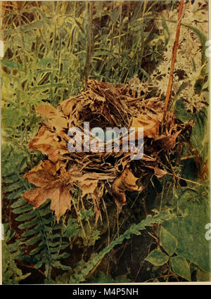 Maisons d'oiseaux. Les nids, les œufs et les habitudes de reproduction La reproduction des oiseaux terrestres à l'Est des États-Unis ; avec des notes sur l'élevage et la photographie de jeunes oiseaux (1900) (14568669838) Banque D'Images