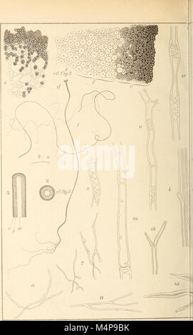 Boletim do Museu Paraense de Historia Natural e Ethnographia (Museu Goeldi) (1902) (20199055158) Banque D'Images