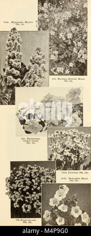 Bolgiano's capitol city seeds - 1951 (1951) (19769471523) Banque D'Images