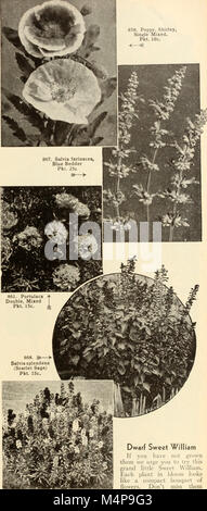 Bolgiano's capitol city seeds - 1951 (1951) (20202371490) Banque D'Images