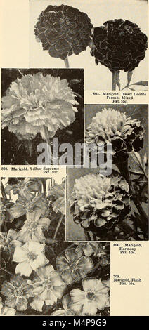 Bolgiano's capitol city seeds - 1951 (1951) (20381822052) Banque D'Images