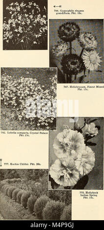 Bolgiano's capitol city seeds - 1954 (1954) (20381871412) Banque D'Images