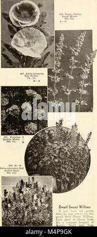 Bolgiano's capitol city seeds - 1954 (1954) (20381893122) Banque D'Images