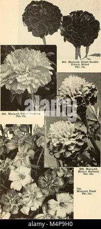 Bolgiano's capitol city seeds - 1955 (1955) (20390490965) Banque D'Images