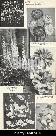 Bolgiano's capitol city seeds - 1963 (1963) (20390414445) Banque D'Images