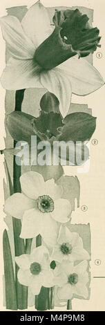Les ampoules Bolgiano sélectionné graines de plantes pour plantation en automne 1943 (1943) (20364634296) Banque D'Images