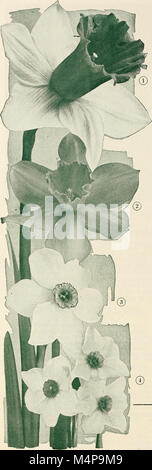Les ampoules Bolgiano sélectionné graines de plantes pour plantation en automne 1945 (1945) (20204269099) Banque D'Images