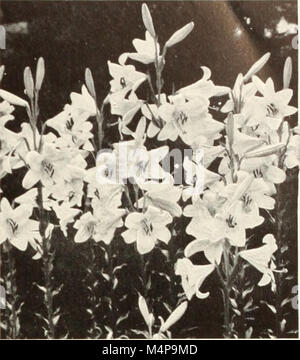 Les ampoules Bolgiano sélectionné graines de plantes pour plantation en automne 1951 (1951) (20202904960) Banque D'Images
