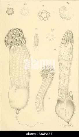 Annales du Jardin botanique royal de Peradeniya, (1901-1924) (18410445392) Banque D'Images