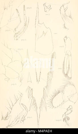 Annales du Musée de l'Afrique du Sud. Annale van die Suid-Afrikaanse Museum (17797980944) Banque D'Images