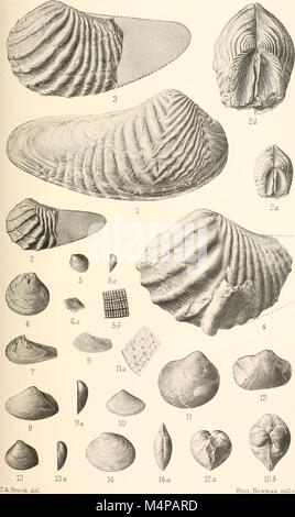 Annales du Musée de l'Afrique du Sud. Annale van die Suid-Afrikaanse Museum (17800004453) Banque D'Images