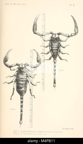 Annales du Musée de l'Afrique du Sud. Annale van die Suid-Afrikaanse Museum (18229004968) Banque D'Images
