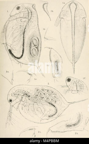 Annales du Musée de l'Afrique du Sud. Annale van die Suid-Afrikaanse Museum (18232914148) Banque D'Images