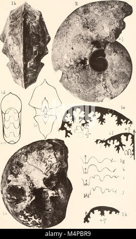 Annales du Musée de l'Afrique du Sud. Annale van die Suid-Afrikaanse Museum (18233262038) Banque D'Images
