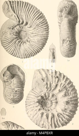 Annales du Musée de l'Afrique du Sud. Annale van die Suid-Afrikaanse Museum (18234497369) Banque D'Images